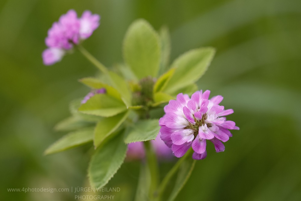 Trifolium resupinatum Persischer Klee Persian Clover.jpg