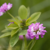 Trifolium resupinatum Persischer Klee Persian Clover.jpg