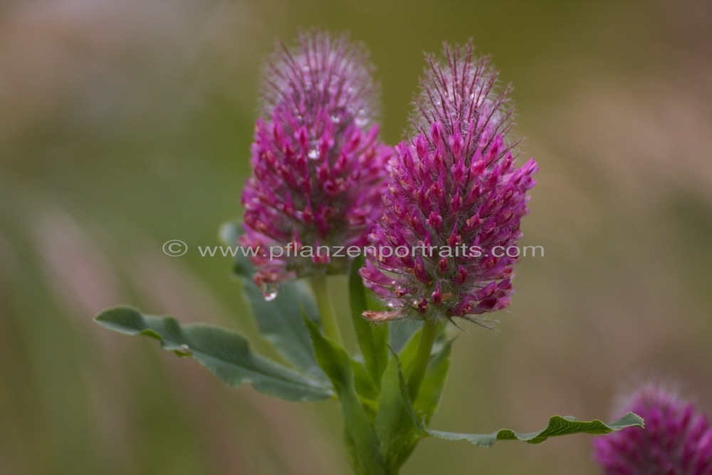 Trifolium rubens Fuchsschwanz Klee Foxtail Clover 1.jpg