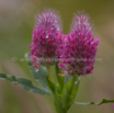 Trifolium rubens Fuchsschwanz Klee Foxtail Clover 1.jpg