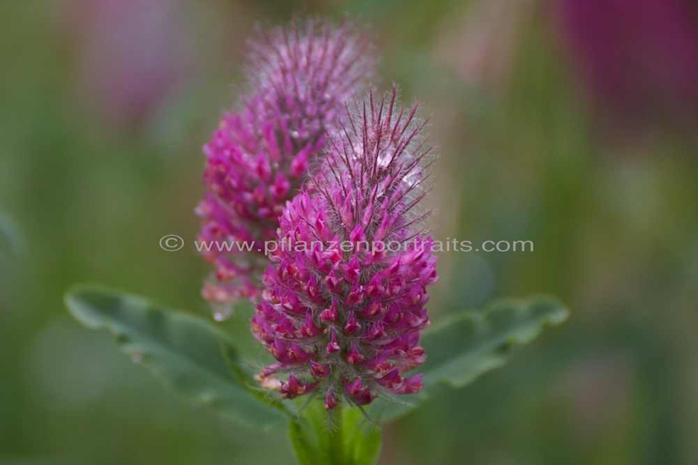 Trifolium rubens Fuchsschwanz Klee Foxtail Clover.jpg