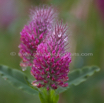 Trifolium rubens Fuchsschwanz Klee Foxtail Clover.jpg