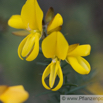 Ulex europeus Stechginster Common Ghorse 1.jpg