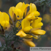 Ulex europeus Stechginster Common Ghorse.jpg