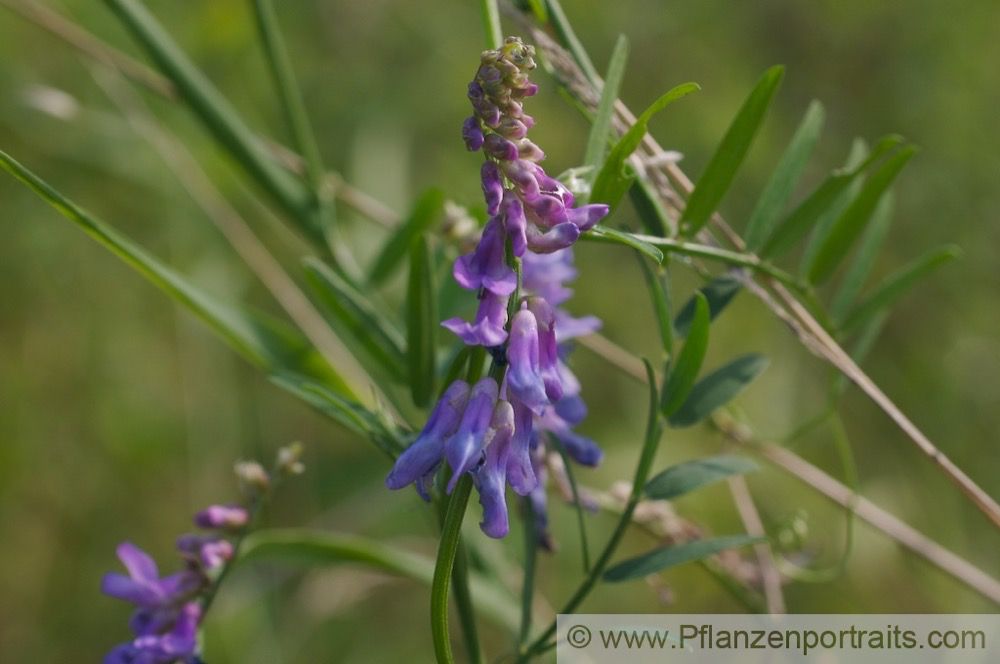 Vicia cracca Vogel Wicke Tufted Vetch 2.jpg