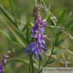 Vicia cracca Vogel Wicke Tufted Vetch 2.jpg