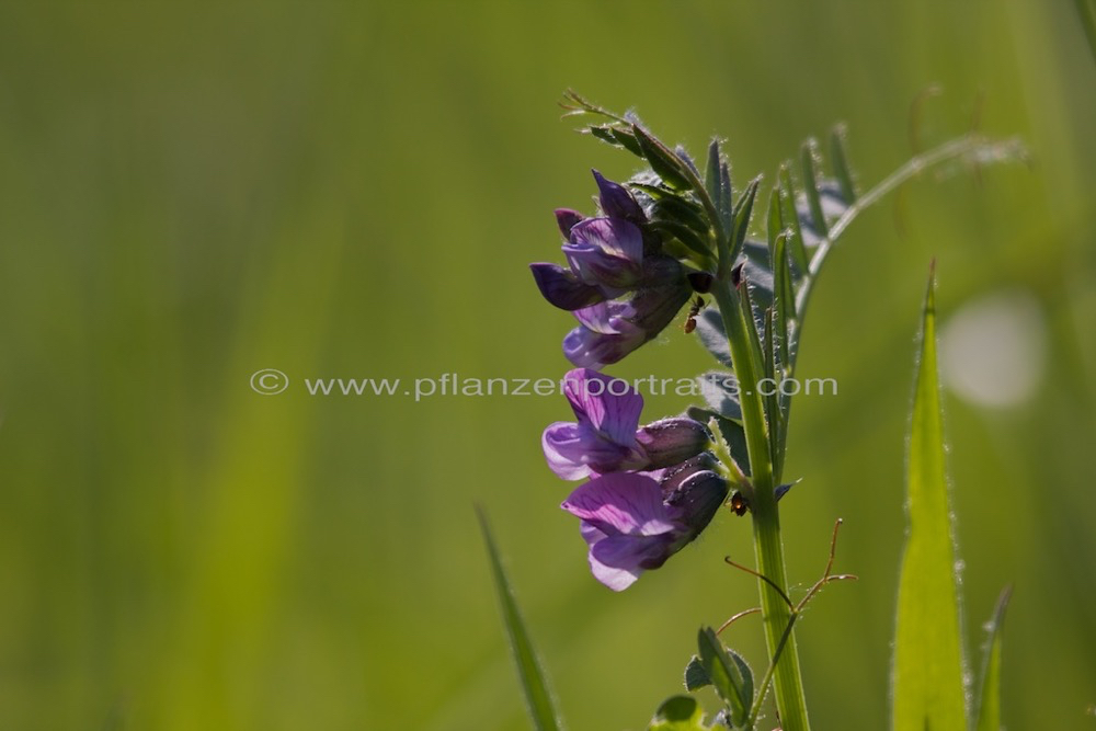 Vicia cracca Vogel Wicke Tufted Vetch 3.jpg