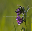 Vicia cracca Vogel Wicke Tufted Vetch 3.jpg