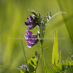 Vicia cracca Vogel Wicke Tufted Vetch.jpg