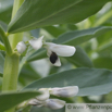 Vicia faba Acker-Saubohne Broad Bean.jpg