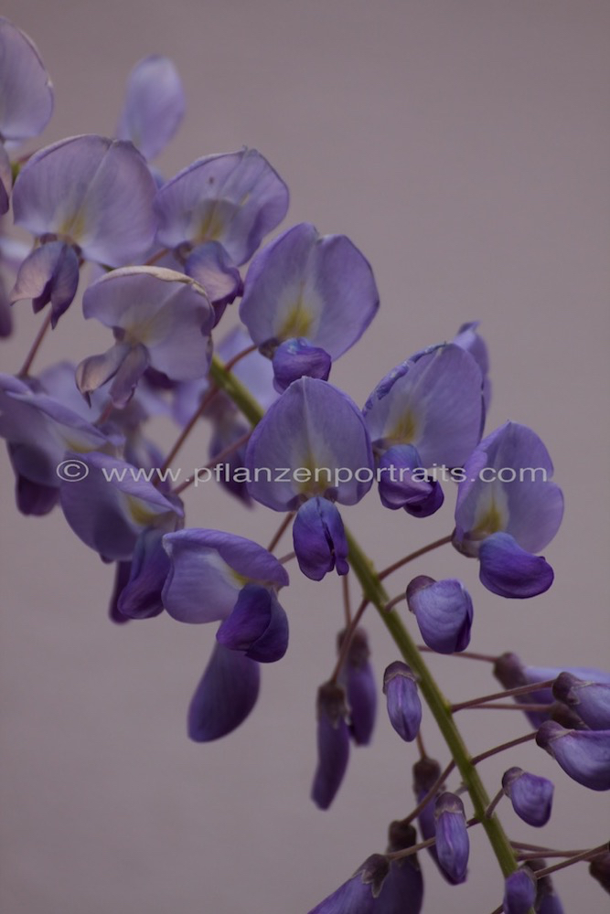 Wisteria floribunda Reichbluetige Glyzine Japanese Wisteria 2.jpg