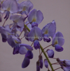 Wisteria floribunda Reichbluetige Glyzine Japanese Wisteria 2.jpg