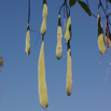 Wisteria floribunda Reichbluetige Glyzine Japanese Wisteria_1.jpg