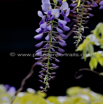 Wisteria sinensis Chinesischer Blauregen Chinese Wisteria.jpg