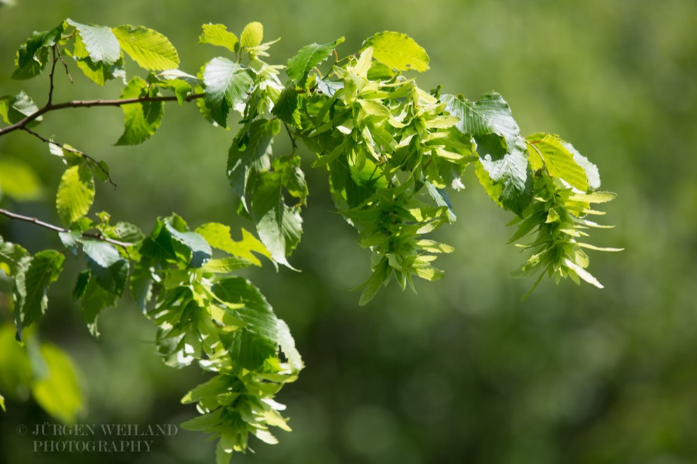 Carpinus betulus Hainbuche Common Hornbeam.jpg