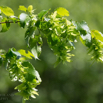 Carpinus betulus Hainbuche Common Hornbeam.jpg