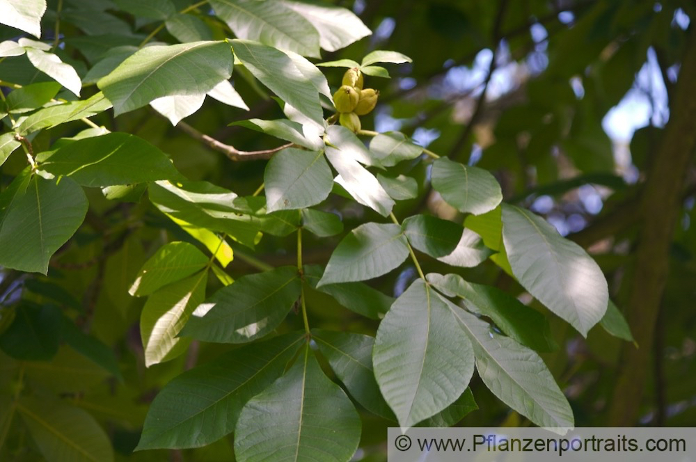 Carya tomentosa Spottnuss Big Bud Hickory..jpg