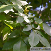 Carya tomentosa Spottnuss Big Bud Hickory..jpg