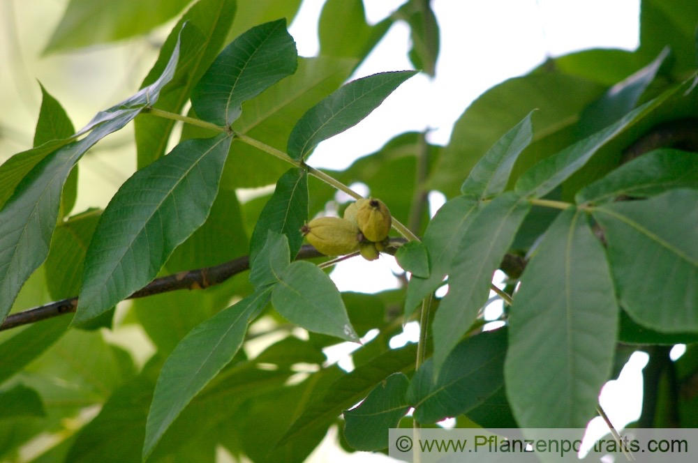 Carya tomentosa Spottnuss Big Bud Hickory.jpg