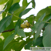 Carya tomentosa Spottnuss Big Bud Hickory.jpg