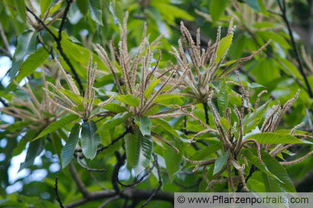 Castanea sativa Esskastanie Marone Sweet Chestnut 2.jpg