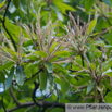 Castanea sativa Esskastanie Marone Sweet Chestnut 2.jpg