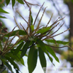 Castanea sativa Esskastanie Marone Sweet Chestnut 3.jpg