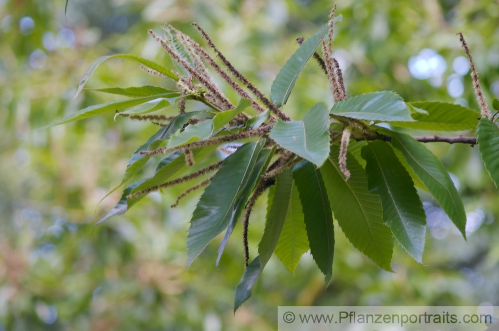 Castanea sativa Esskastanie Marone Sweet Chestnut.jpg