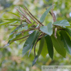 Castanea sativa Esskastanie Marone Sweet Chestnut.jpg