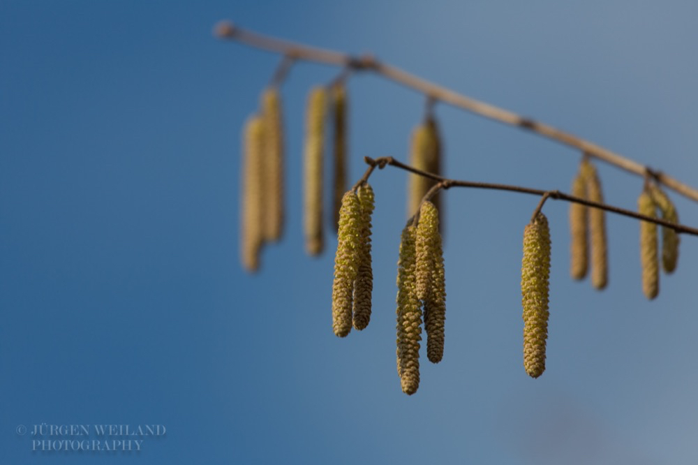 Corylus avellana Hazel catkins.jpg