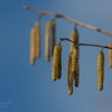 Corylus avellana Hazel catkins.jpg