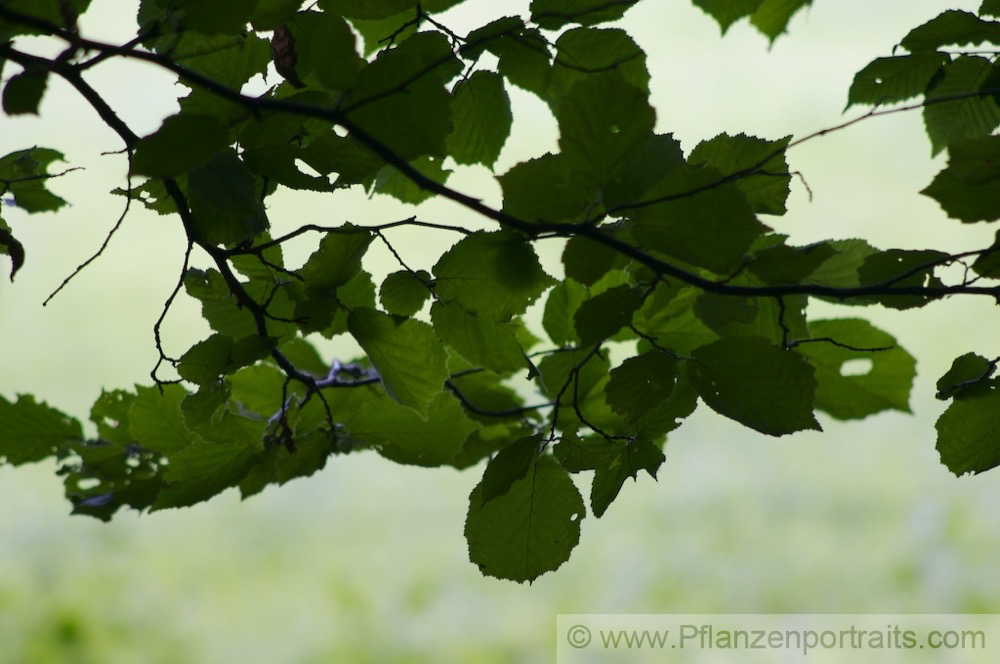 Fagus sylvatica Buche Beech 2.jpg