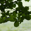 Fagus sylvatica Buche Beech 2.jpg