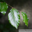 Fagus sylvatica Buche Beech 3.jpg