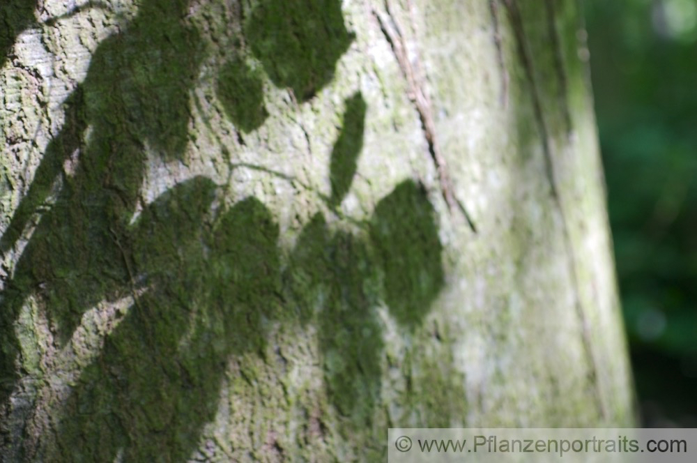 Fagus sylvatica Buche Beech.jpg