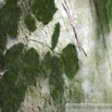 Fagus sylvatica Buche Beech.jpg