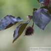 Fagus sylvatica cv Cuprea Blutbuche Copper Beech.jpg