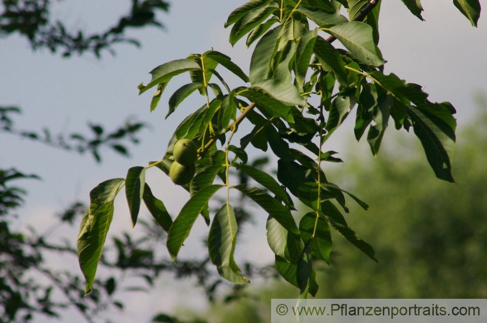 Juglans regia Echte Walnuss English Walnut 2.jpg