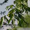 Juglans regia Echte Walnuss English Walnut 2.jpg