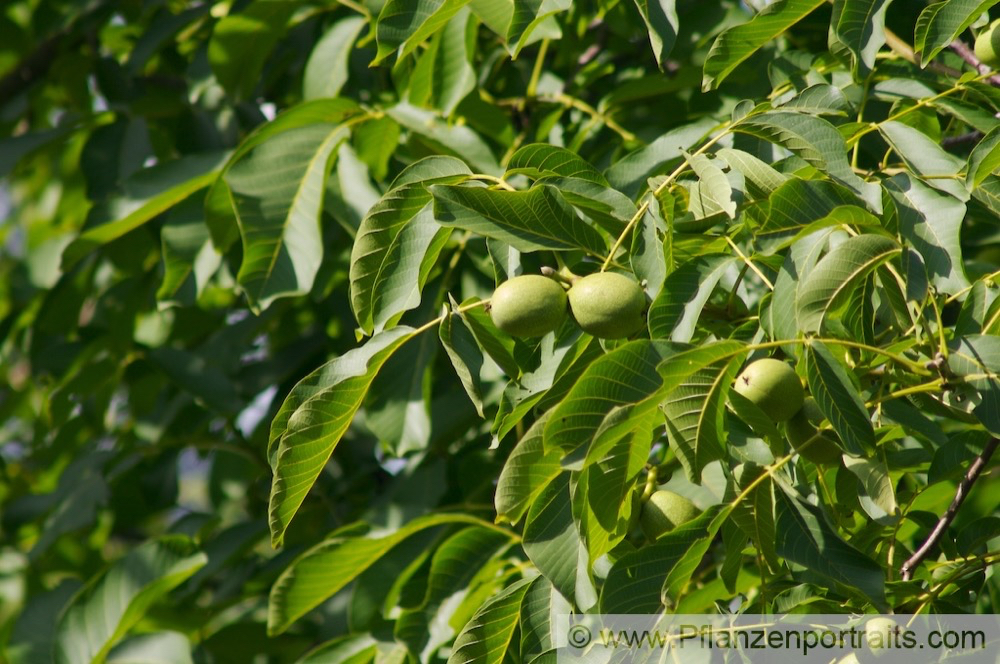 Juglans regia Echte Walnuss English Walnut 3.jpg