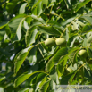 Juglans regia Echte Walnuss English Walnut 3.jpg