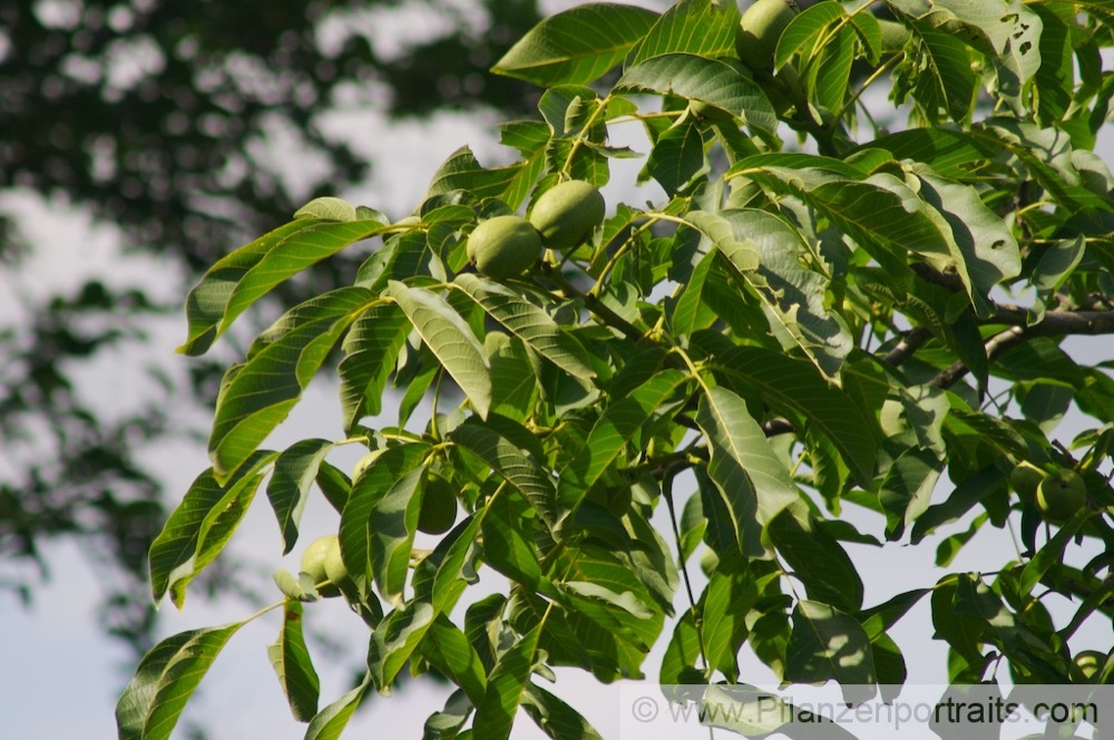 Juglans regia Echte Walnuss English Walnut.jpg