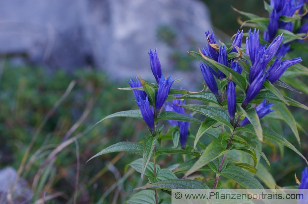 Gentiana asclepiadea Schwalbenwurz Enzian Willow Gentian. 2.jpg