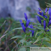 Gentiana asclepiadea Schwalbenwurz Enzian Willow Gentian. 2.jpg