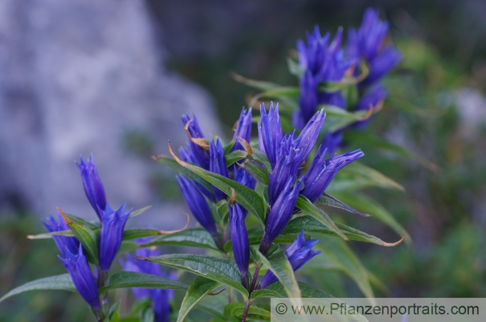 Gentiana asclepiadea Schwalbenwurz Enzian Willow Gentian. 3.jpg