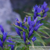 Gentiana asclepiadea Schwalbenwurz Enzian Willow Gentian. 3.jpg