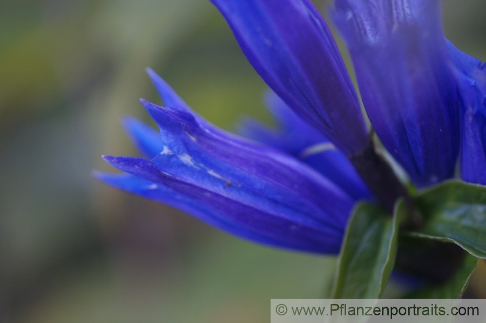 Gentiana asclepiadea Schwalbenwurz Enzian Willow Gentian.jpg