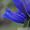 Gentiana asclepiadea Schwalbenwurz Enzian Willow Gentian.jpg