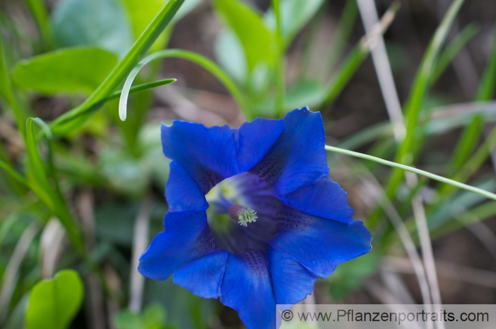 Gentiana clusii Stengelloser Kalk Enzian 2.jpg