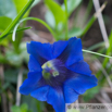 Gentiana clusii Stengelloser Kalk Enzian 2.jpg